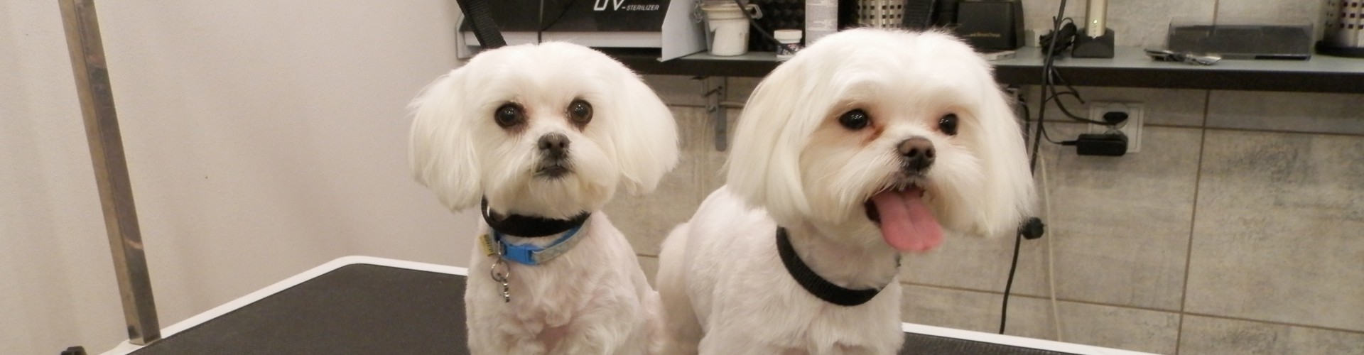 Cennik - Salon Pasja Fryzjer dla Psów, Strzyżenie Psów, Psi fryzjer | Gdańsk