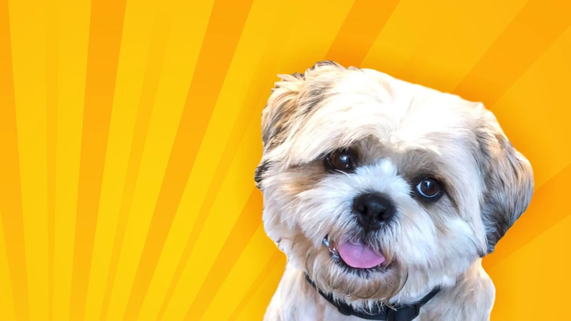 Salon Pasja Fryzjer dla Psów, Strzyżenie Psów, Psi fryzjer | Gdańsk