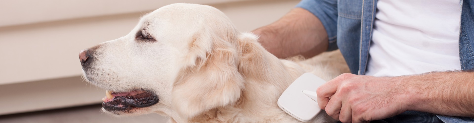 Salon Pasja Fryzjer dla Psów, Strzyżenie Psów, Psi fryzjer | Gdańsk