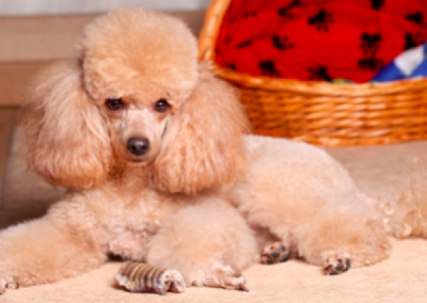 Pudel miniaturowy - Salon Pasja Fryzjer dla Ps&oacute;w, Strzyżenie Ps&oacute;w, Psi fryzjer | Gdańsk, Choczewo