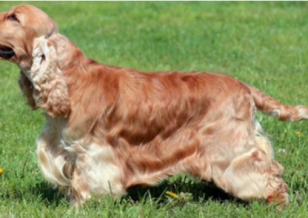 Cocker spaniel angielski - Salon Pasja Fryzjer dla Ps&oacute;w, Strzyżenie Ps&oacute;w, Psi fryzjer | Gdańsk, Choczewo