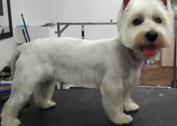 West - Salon Pasja Fryzjer dla Ps&oacute;w, Strzyżenie Ps&oacute;w, Psi fryzjer | Gdańsk, Choczewo