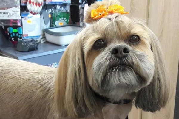 Lhasa apso