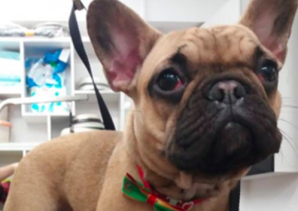 Buldog francuski - Salon Pasja Fryzjer dla Ps&oacute;w, Strzyżenie Ps&oacute;w, Psi fryzjer | Gdańsk, Choczewo