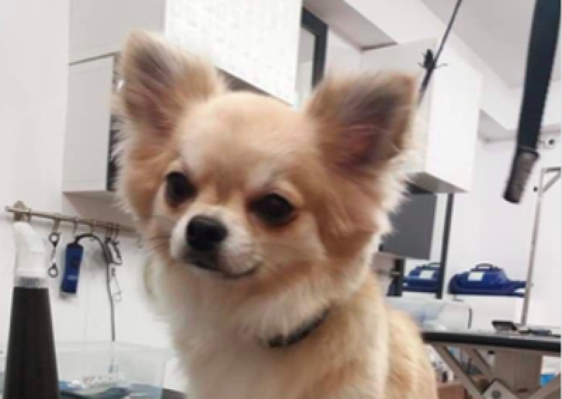 Chihuahua - Salon Pasja Fryzjer dla Ps&oacute;w, Strzyżenie Ps&oacute;w, Psi fryzjer | Gdańsk, Choczewo