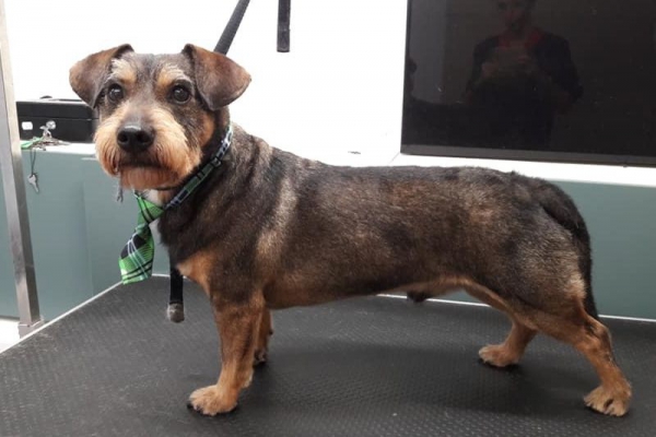 Jamnik szorstkowłosy