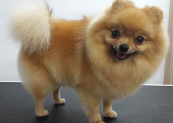 Szpic miniaturowy - Salon Pasja Fryzjer dla Ps&oacute;w, Strzyżenie Ps&oacute;w, Psi fryzjer | Gdańsk, Choczewo