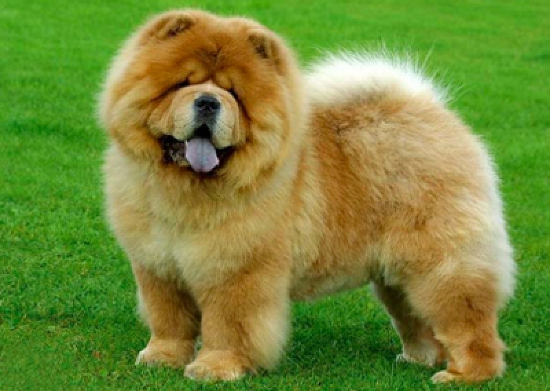 Chow Chow - Salon Pasja Fryzjer dla Ps&oacute;w, Strzyżenie Ps&oacute;w, Psi fryzjer | Gdańsk, Choczewo