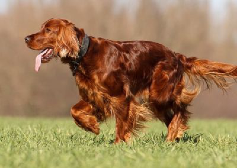 Seter irlandzki - Salon Pasja Fryzjer dla Ps&oacute;w, Strzyżenie Ps&oacute;w, Psi fryzjer | Gdańsk, Choczewo