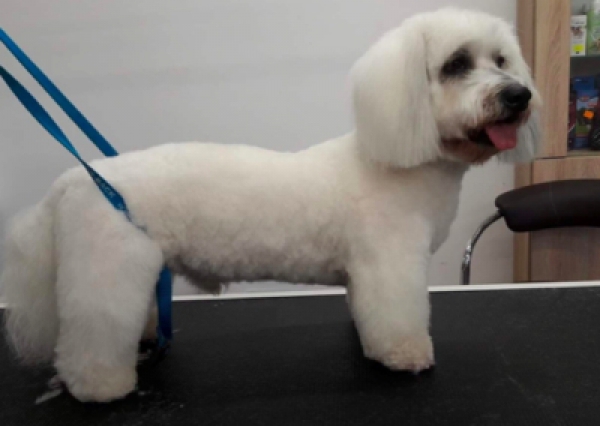 Cotton de Tulear - Salon Pasja Fryzjer dla Ps&oacute;w, Strzyżenie Ps&oacute;w, Psi fryzjer | Gdańsk, Choczewo