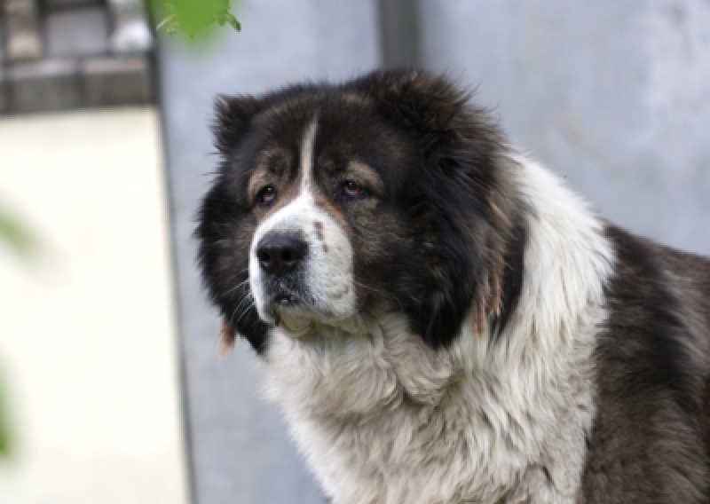 Owczarek kaukaski - Salon Pasja Fryzjer dla Ps&oacute;w, Strzyżenie Ps&oacute;w, Psi fryzjer | Gdańsk, Choczewo