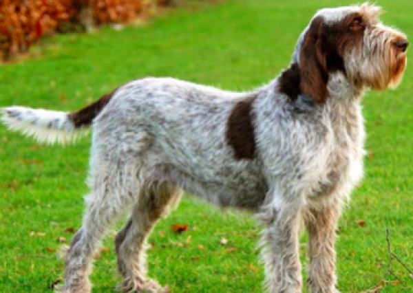 Wyżeł włoski szorstkowłosy - Salon Pasja Fryzjer dla Ps&oacute;w, Strzyżenie Ps&oacute;w, Psi fryzjer | Gdańsk, Choczewo