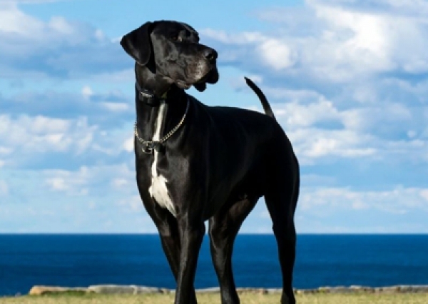 Dog niemiecki - Salon Pasja Fryzjer dla Ps&oacute;w, Strzyżenie Ps&oacute;w, Psi fryzjer | Gdańsk, Choczewo