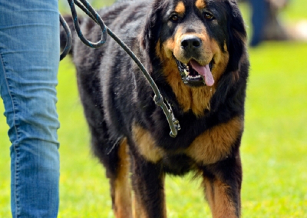 Mastif tybetański - Salon Pasja Fryzjer dla Ps&oacute;w, Strzyżenie Ps&oacute;w, Psi fryzjer | Gdańsk, Choczewo