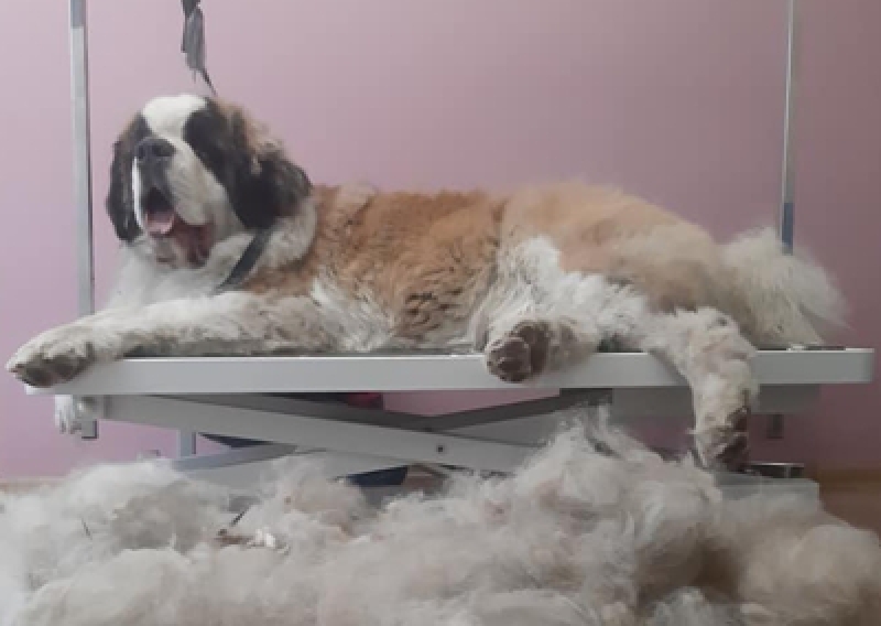 Bernardyn - Salon Pasja Fryzjer dla Ps&oacute;w, Strzyżenie Ps&oacute;w, Psi fryzjer | Gdańsk, Choczewo