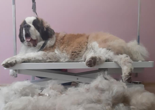 Bernardyn - Salon Pasja Fryzjer dla Ps&oacute;w, Strzyżenie Ps&oacute;w, Psi fryzjer | Gdańsk, Choczewo