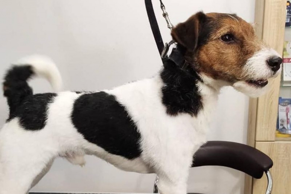 Parson Russell Terrier