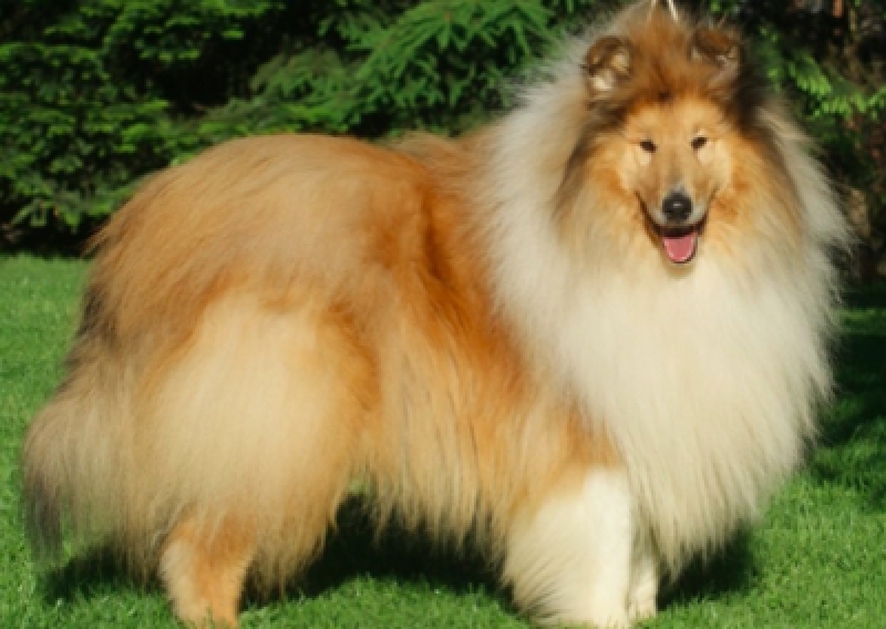 Owczarek szkocki - Salon Pasja Fryzjer dla Ps&oacute;w, Strzyżenie Ps&oacute;w, Psi fryzjer | Gdańsk, Choczewo