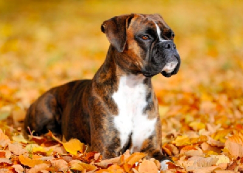 Bokser - Salon Pasja Fryzjer dla Ps&oacute;w, Strzyżenie Ps&oacute;w, Psi fryzjer | Gdańsk, Choczewo