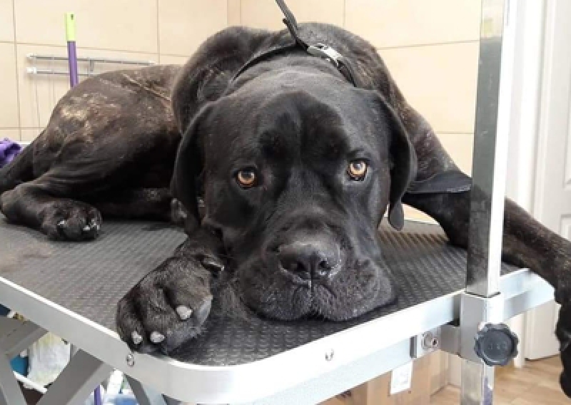Cane Corso - Salon Pasja Fryzjer dla Ps&oacute;w, Strzyżenie Ps&oacute;w, Psi fryzjer | Gdańsk, Choczewo