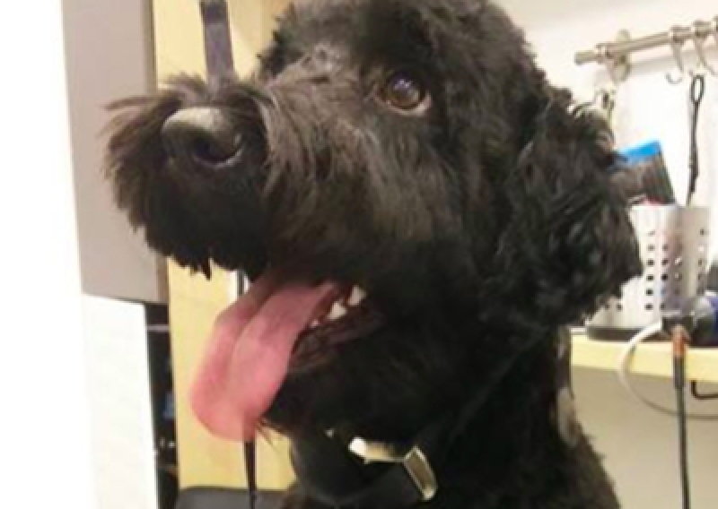 Labradoodle - Salon Pasja Fryzjer dla Ps&oacute;w, Strzyżenie Ps&oacute;w, Psi fryzjer | Gdańsk, Choczewo