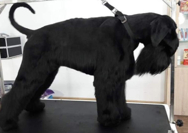 Sznaucer olbrzym - Salon Pasja Fryzjer dla Ps&oacute;w, Strzyżenie Ps&oacute;w, Psi fryzjer | Gdańsk, Choczewo