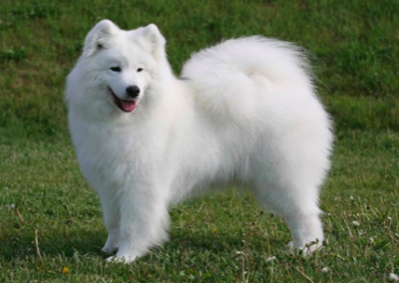 Samoyed - Salon Pasja Fryzjer dla Ps&oacute;w, Strzyżenie Ps&oacute;w, Psi fryzjer | Gdańsk, Choczewo