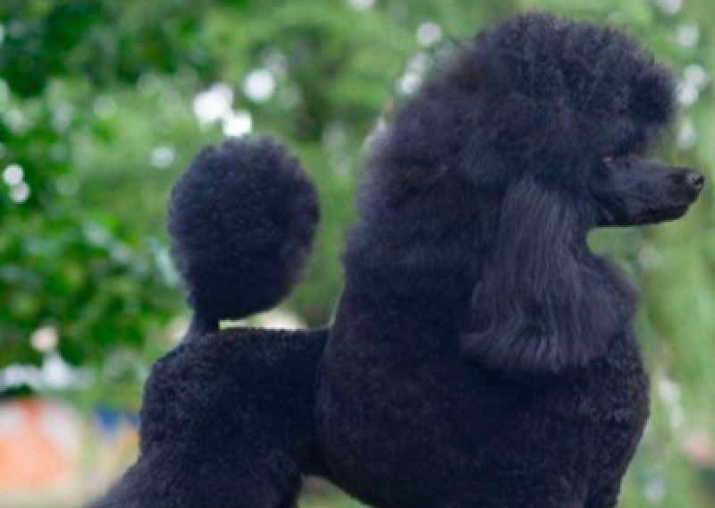 Pudel średni - Salon Pasja Fryzjer dla Ps&oacute;w, Strzyżenie Ps&oacute;w, Psi fryzjer | Gdańsk, Choczewo