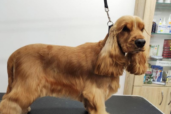  Cocker Spaniel angielski