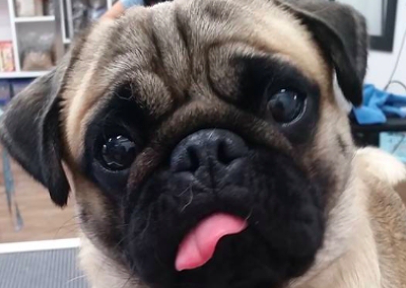 Mops - Salon Pasja Fryzjer dla Ps&oacute;w, Strzyżenie Ps&oacute;w, Psi fryzjer | Gdańsk, Choczewo