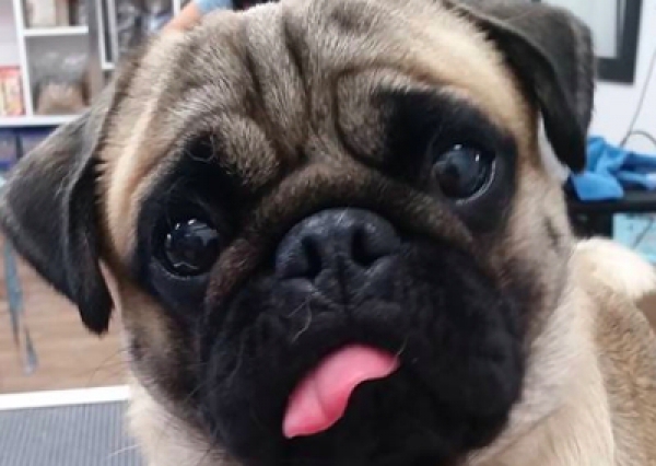 Mops - Salon Pasja Fryzjer dla Ps&oacute;w, Strzyżenie Ps&oacute;w, Psi fryzjer | Gdańsk, Choczewo