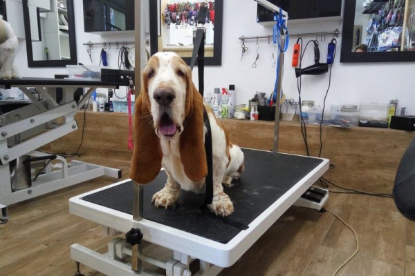 Basset Hound