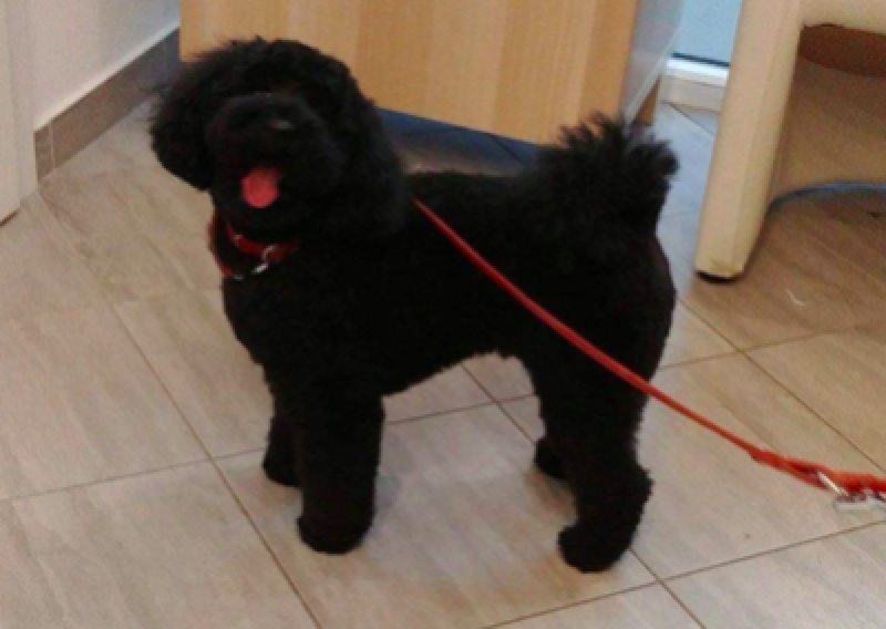 Pudel Toy - Salon Pasja Fryzjer dla Ps&oacute;w, Strzyżenie Ps&oacute;w, Psi fryzjer | Gdańsk, Choczewo