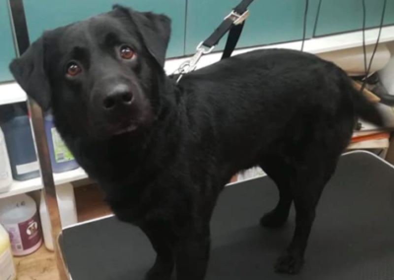 Labrador Retriever - Salon Pasja Fryzjer dla Ps&oacute;w, Strzyżenie Ps&oacute;w, Psi fryzjer | Gdańsk, Choczewo