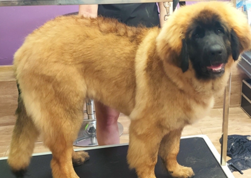 Leonberger - Salon Pasja Fryzjer dla Ps&oacute;w, Strzyżenie Ps&oacute;w, Psi fryzjer | Gdańsk, Choczewo