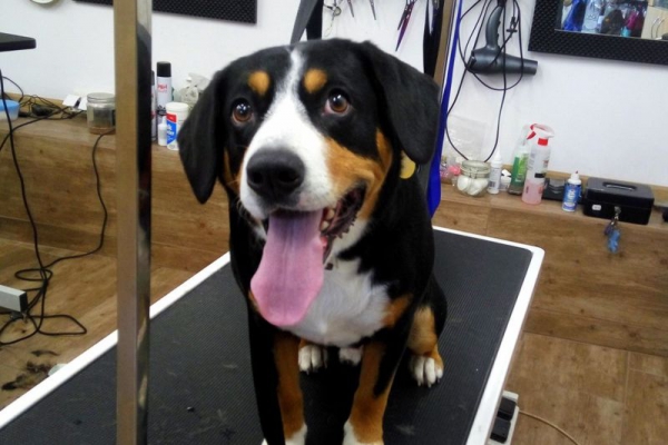 Entlebucher
