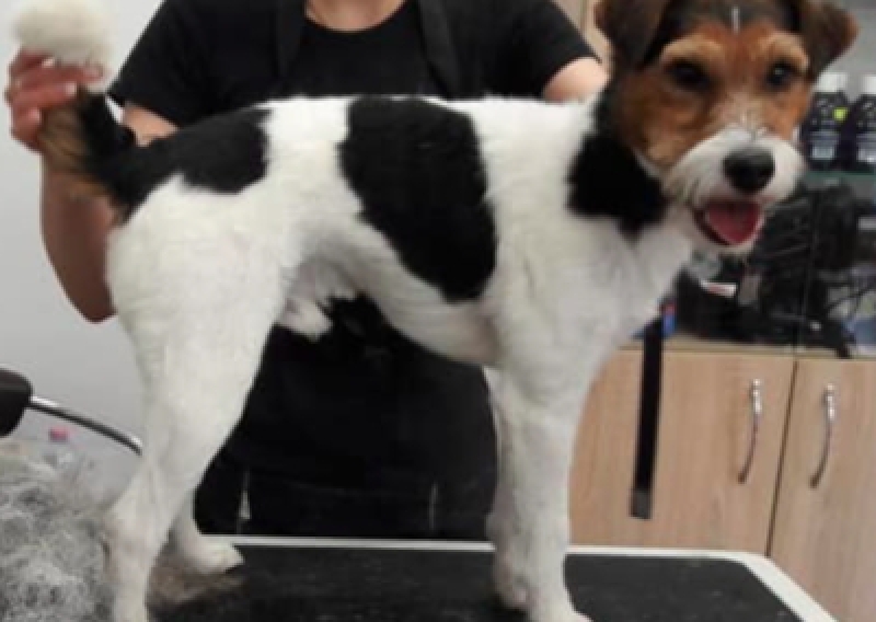 Parson Russell Terrier - Salon Pasja Fryzjer dla Ps&oacute;w, Strzyżenie Ps&oacute;w, Psi fryzjer | Gdańsk, Choczewo