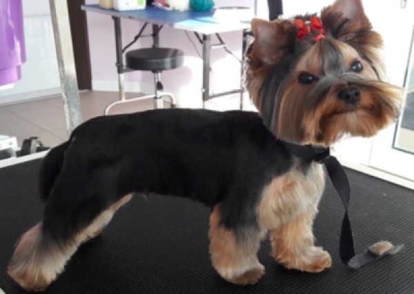 Yorkshire Terrier - Salon Pasja Fryzjer dla Ps&oacute;w, Strzyżenie Ps&oacute;w, Psi fryzjer | Gdańsk, Choczewo