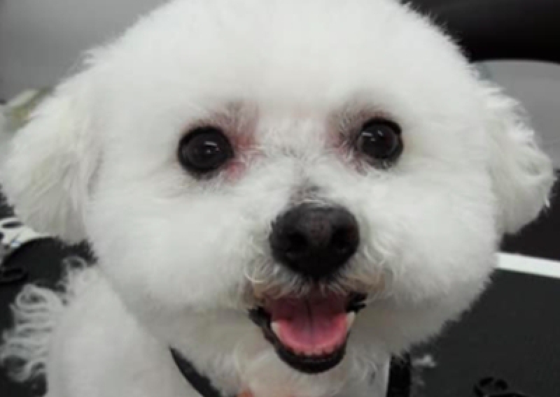 Bolończyk - Salon Pasja Fryzjer dla Ps&oacute;w, Strzyżenie Ps&oacute;w, Psi fryzjer | Gdańsk, Choczewo