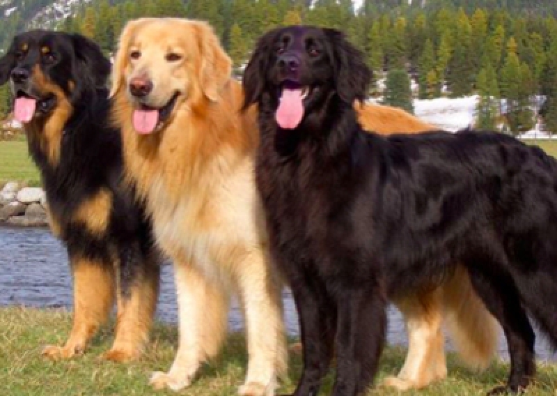 Hovawart - Salon Pasja Fryzjer dla Ps&oacute;w, Strzyżenie Ps&oacute;w, Psi fryzjer | Gdańsk, Choczewo