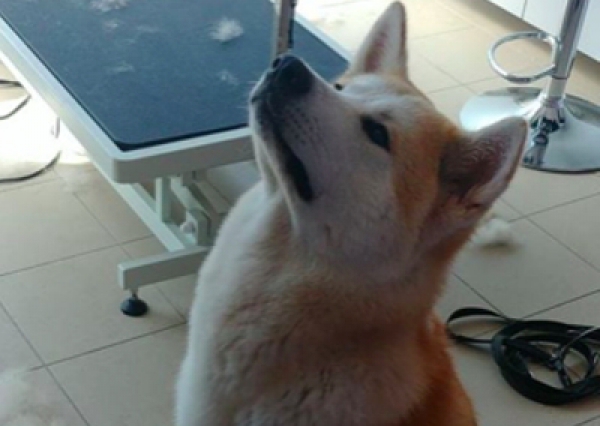 Akita - Salon Pasja Fryzjer dla Ps&oacute;w, Strzyżenie Ps&oacute;w, Psi fryzjer | Gdańsk, Choczewo