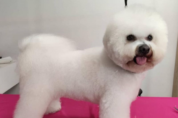 Bichon Frise