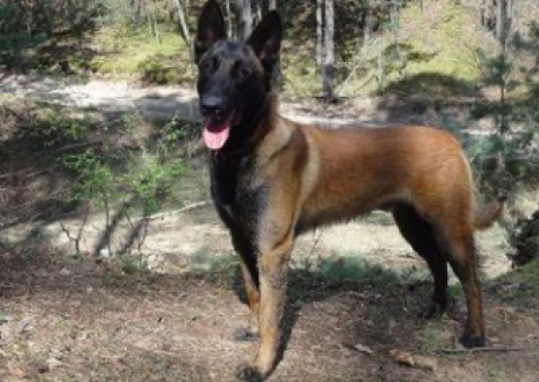 Owczarek belgijski - Salon Pasja Fryzjer dla Ps&oacute;w, Strzyżenie Ps&oacute;w, Psi fryzjer | Gdańsk, Choczewo