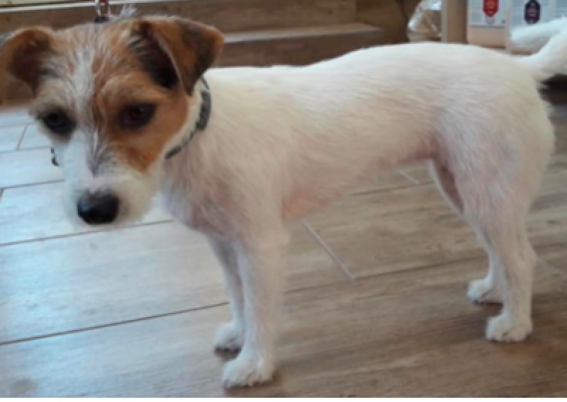 Jack Russell Terrier - Salon Pasja Fryzjer dla Ps&oacute;w, Strzyżenie Ps&oacute;w, Psi fryzjer | Gdańsk, Choczewo