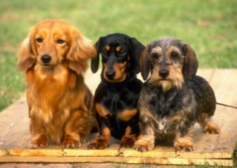 Jamnik długowłosy - Salon Pasja Fryzjer dla Ps&oacute;w, Strzyżenie Ps&oacute;w, Psi fryzjer | Gdańsk, Choczewo