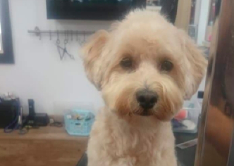 Maltipoo - Salon Pasja Fryzjer dla Ps&oacute;w, Strzyżenie Ps&oacute;w, Psi fryzjer | Gdańsk, Choczewo