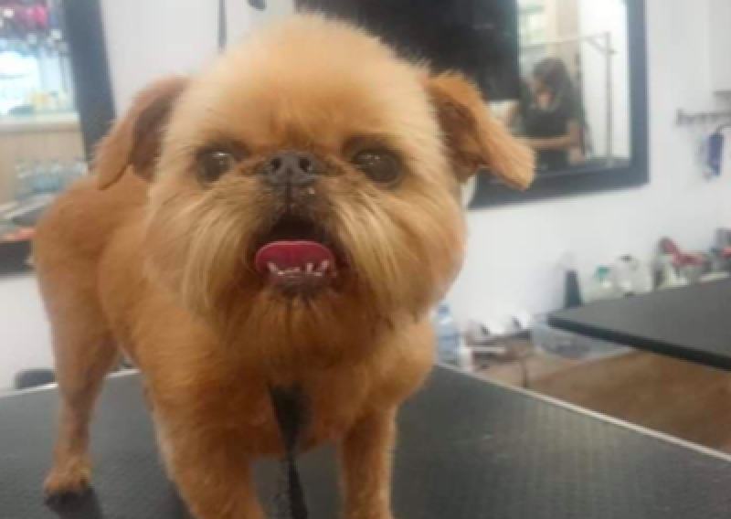 Gryfonik - Salon Pasja Fryzjer dla Ps&oacute;w, Strzyżenie Ps&oacute;w, Psi fryzjer | Gdańsk, Choczewo