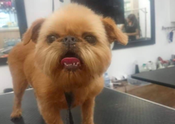 Gryfonik - Salon Pasja Fryzjer dla Ps&oacute;w, Strzyżenie Ps&oacute;w, Psi fryzjer | Gdańsk, Choczewo